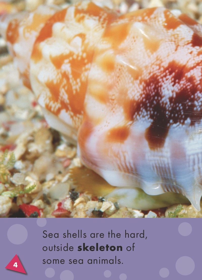 Sea Shells — page 1