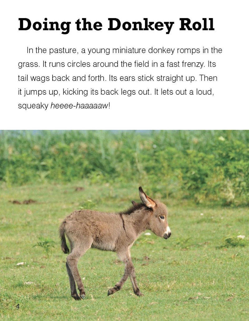 Miniature Donkey — page 1