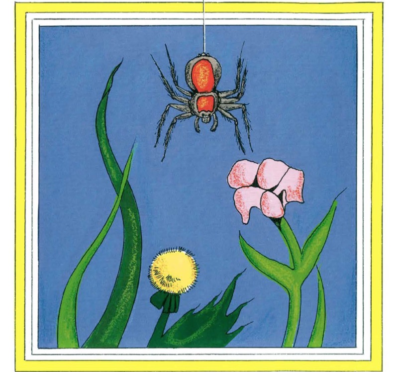 Spiders book cover