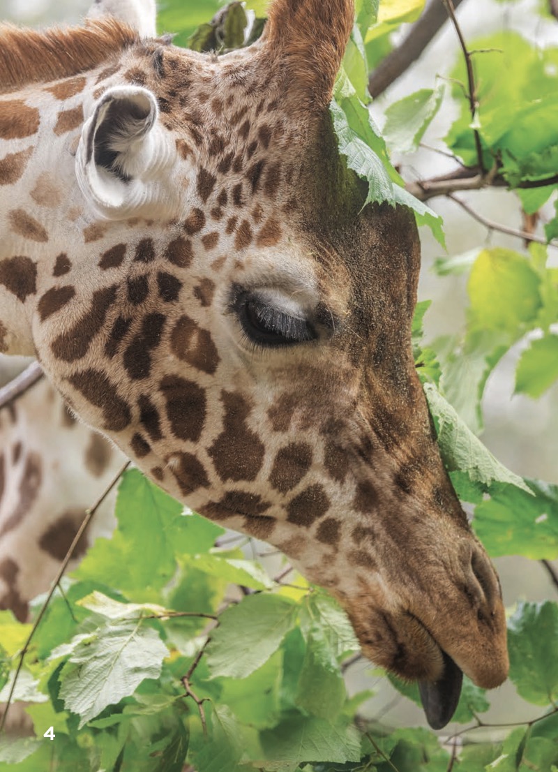 Baby Giraffes — page 1
