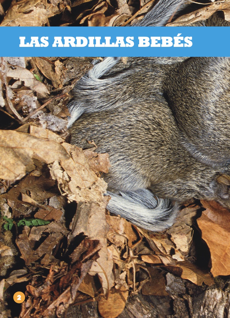 Las ardillas bebés — page 1