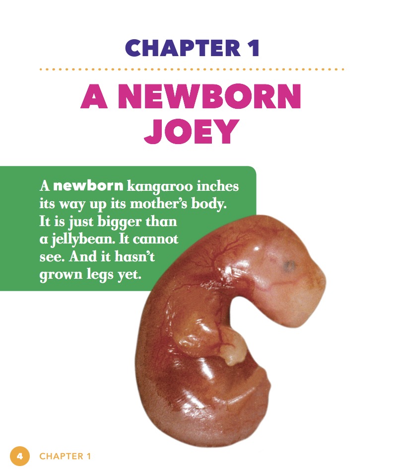 Life Cycle of a Kangaroo — page 1