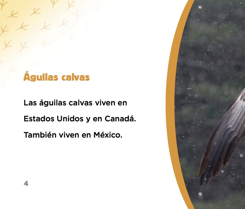 Águilas calvas — page 1