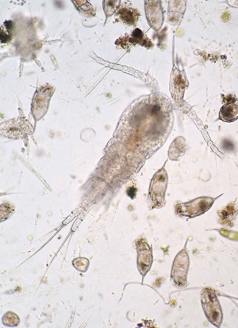 We Need Plankton — page 1