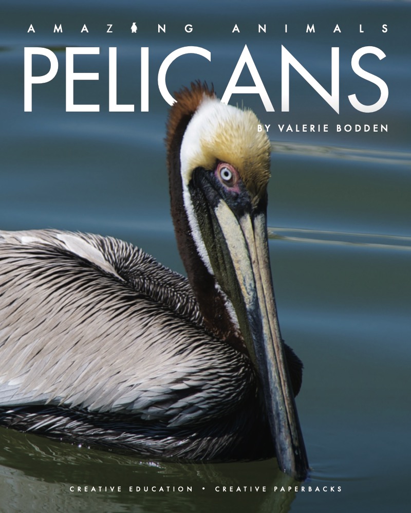 Amazing Animals: Pelicans book cover