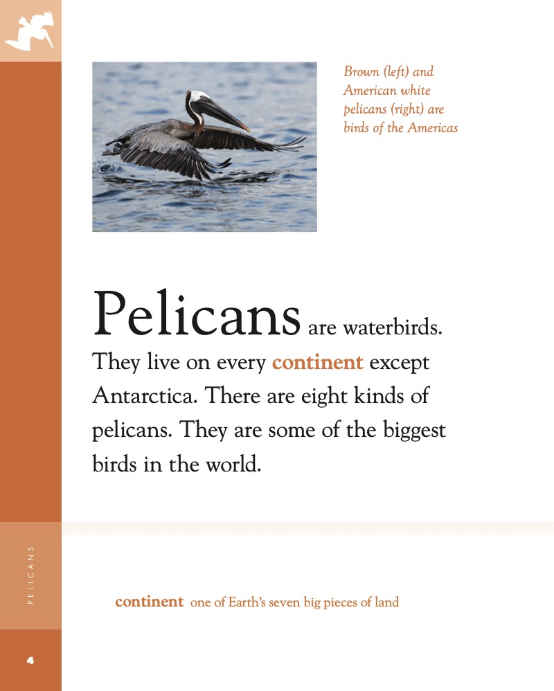 Amazing Animals: Pelicans — page 1