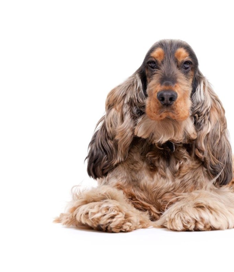 My Favorite Animal: Dogs — page 1