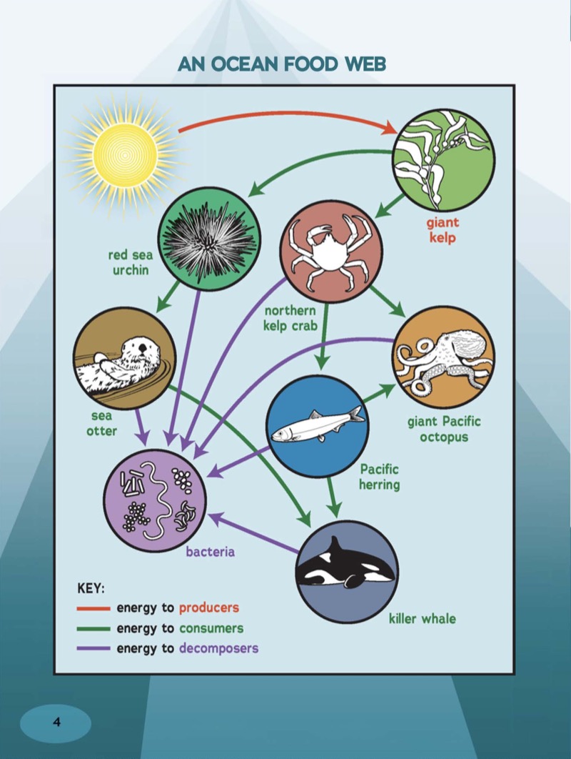 Ocean Food Webs in Action — page 1