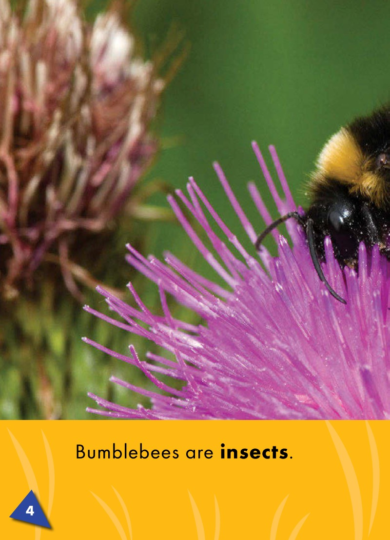 World of Insects: Bumblebees — page 1