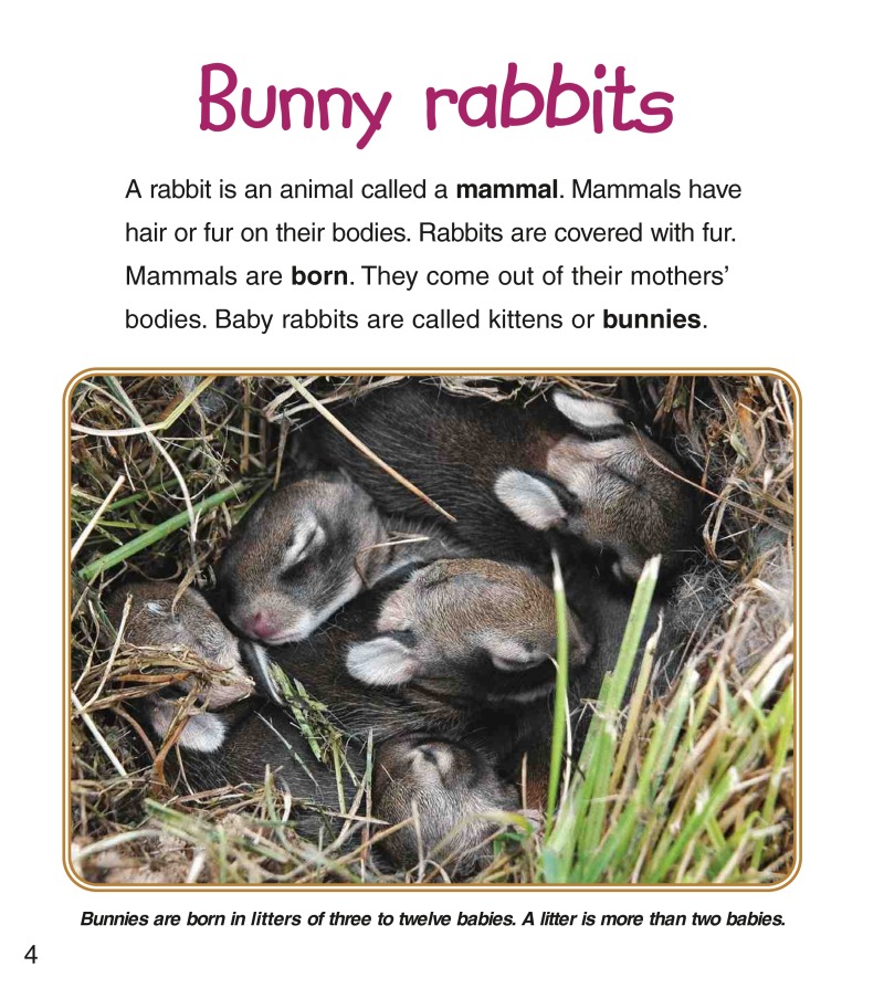Baby Bunnies — page 1