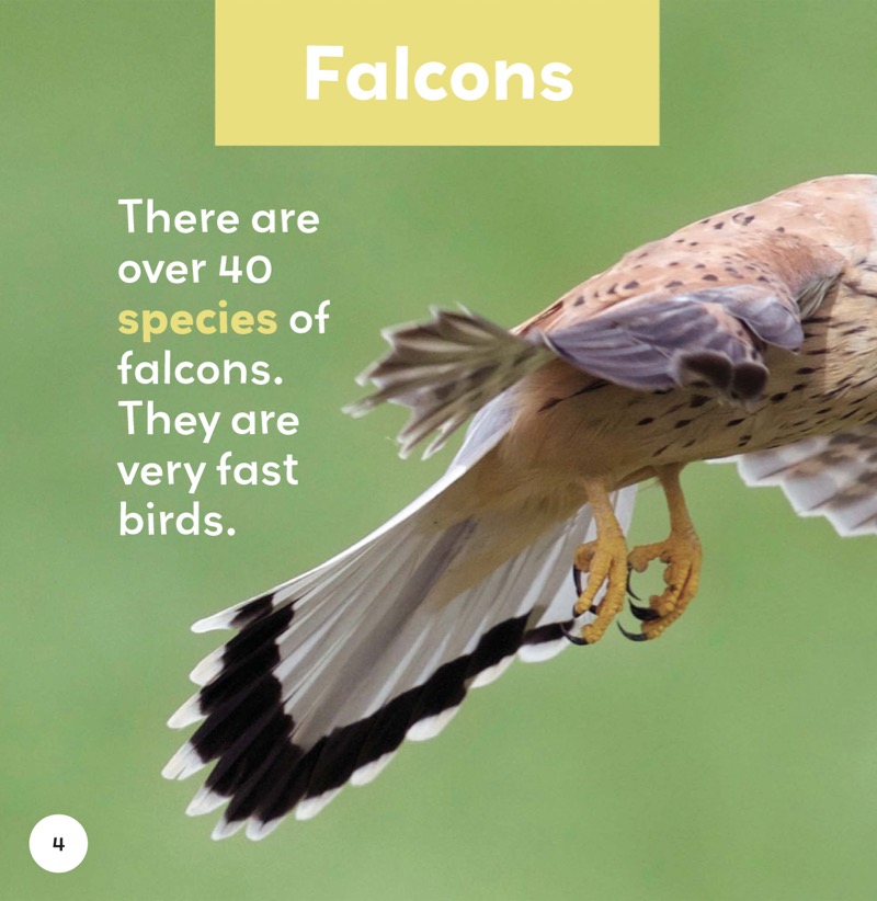 Falcons — page 1