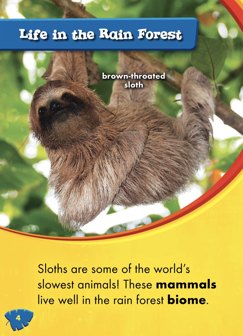 Animals of the Rain Forest: Sloths — page 1
