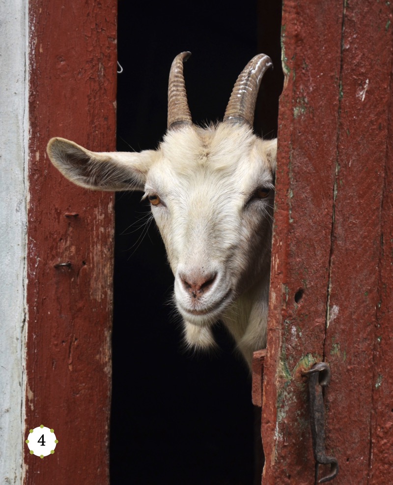 My Favorite Animal: Goats — page 1