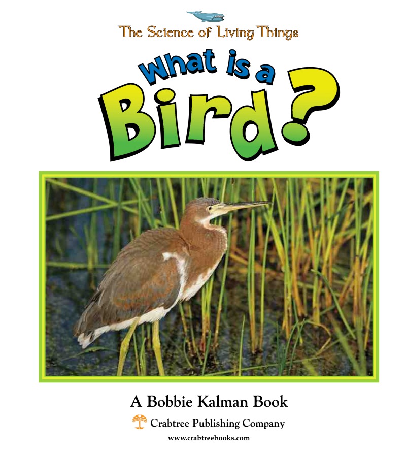 What is a Bird? book cover