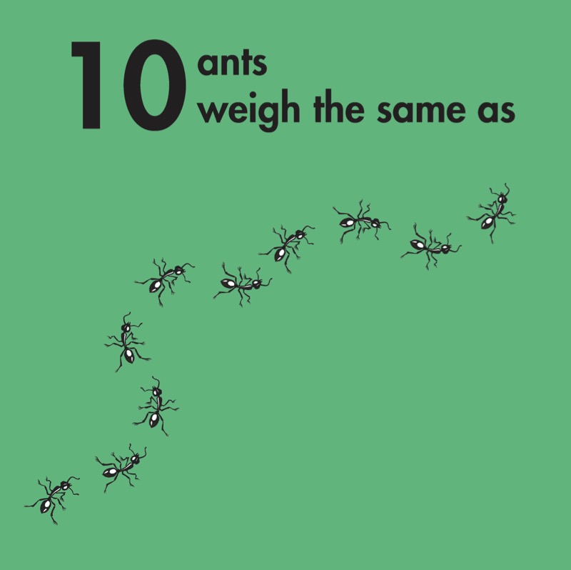 How Much Does a Ladybird Weigh? — page 1