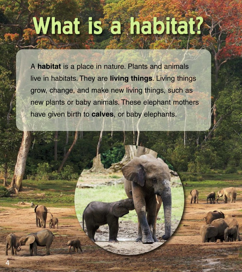 Baby Animals in Rainforest Habitats — page 1