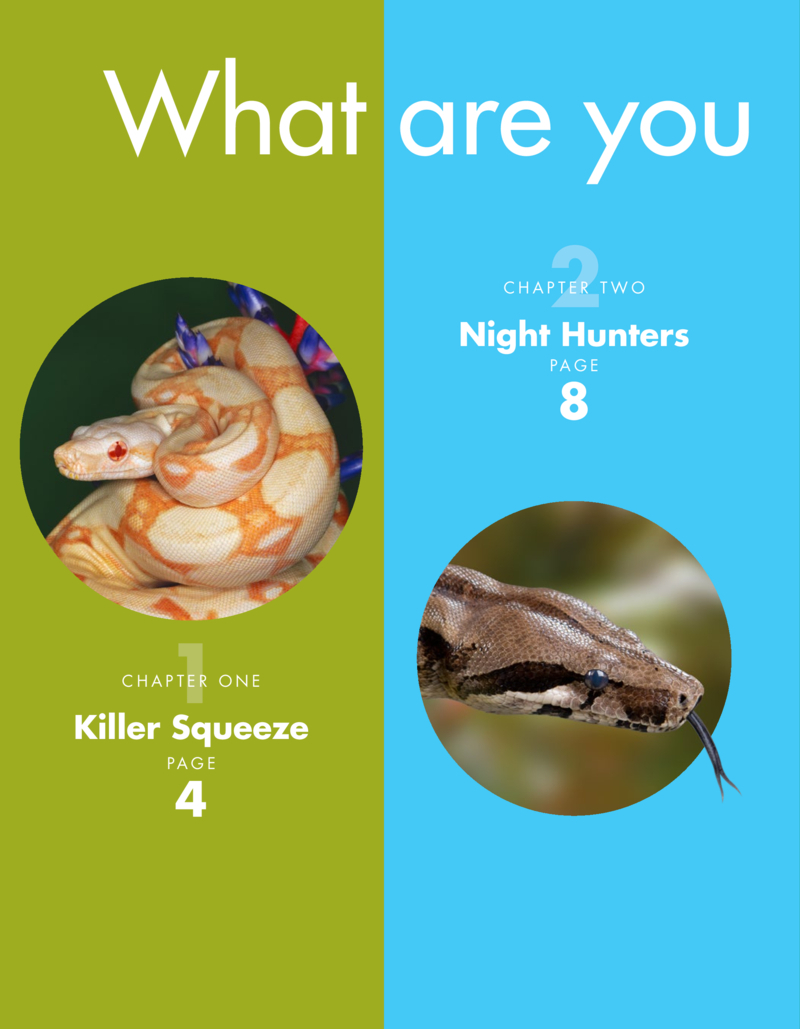 Curious about Boa Constrictors — page 1