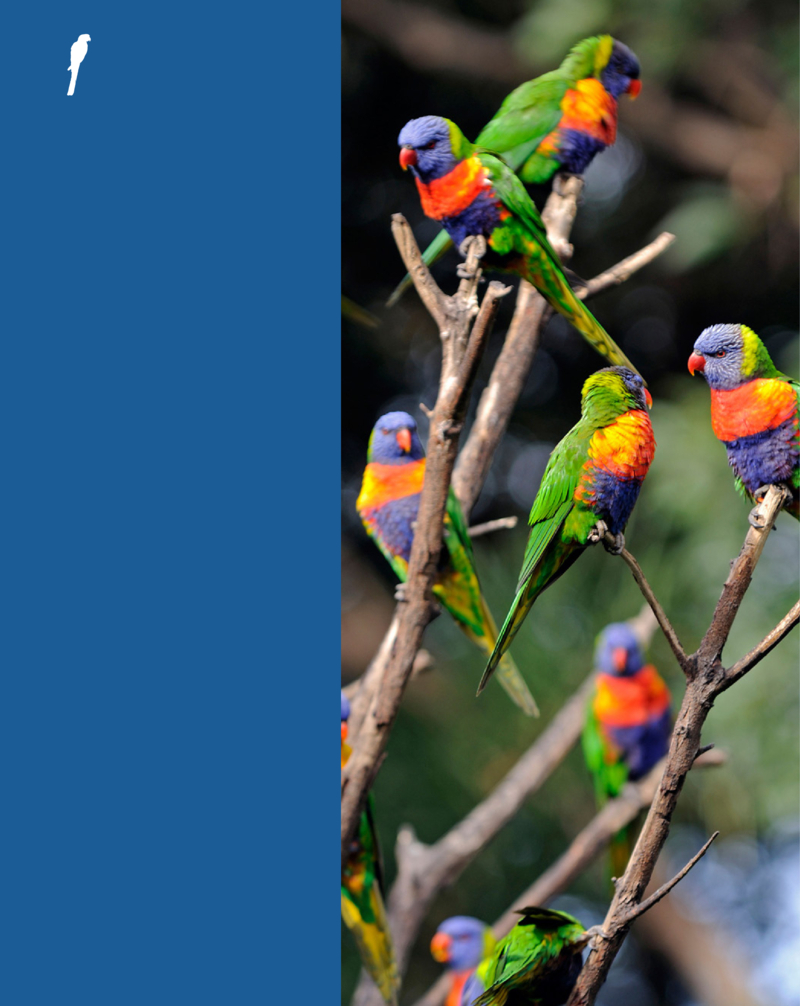 Parrots / Los Pericos — page 1