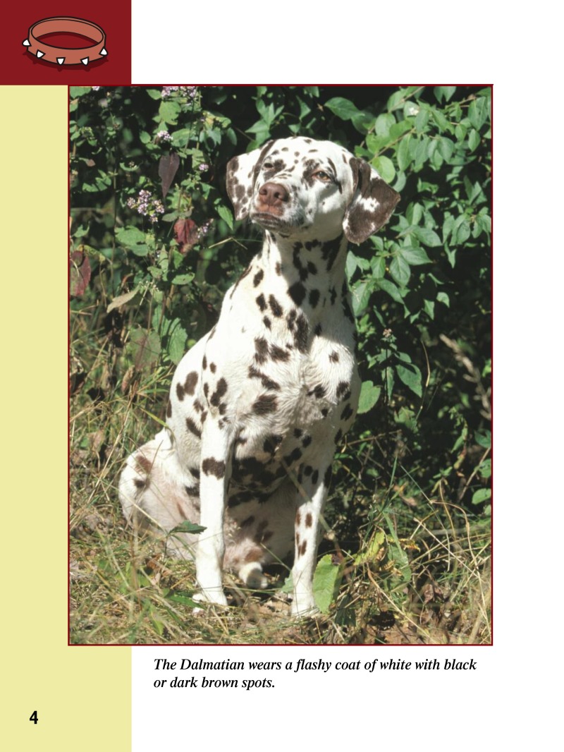 Eye To Eye With Dogs: Dalmatians — page 1