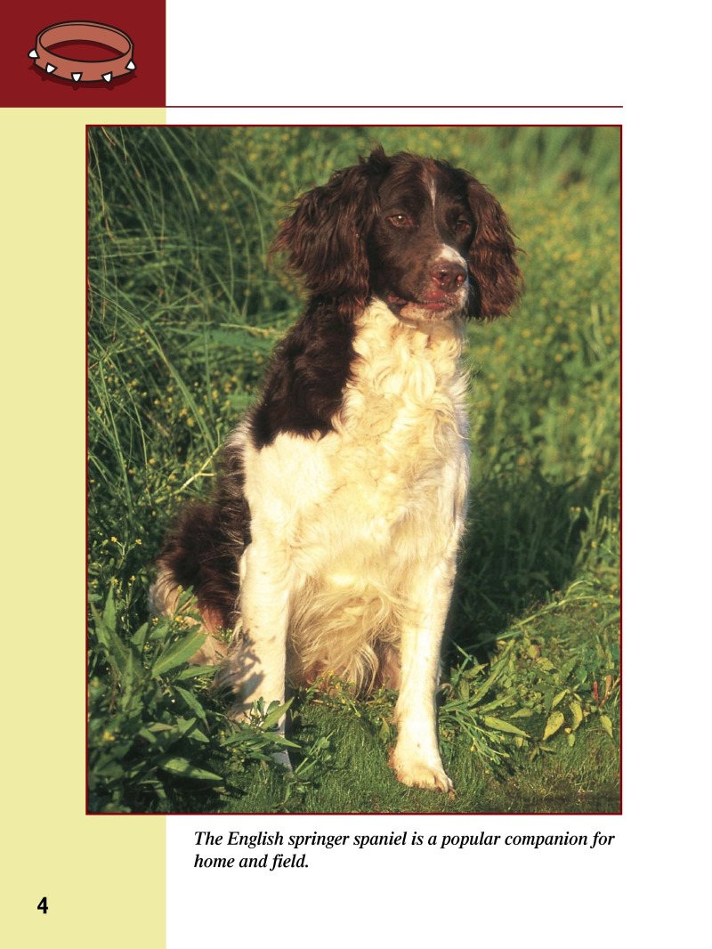 Eye To Eye With Dogs: English Springer Spaniels — page 1