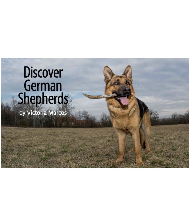 Discover German Shepherds book cover