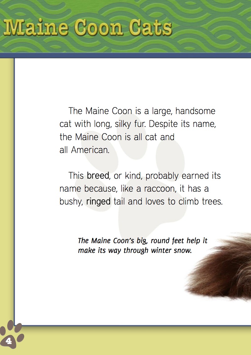 Eye To Eye With Cats: Maine Coon Cats — page 1