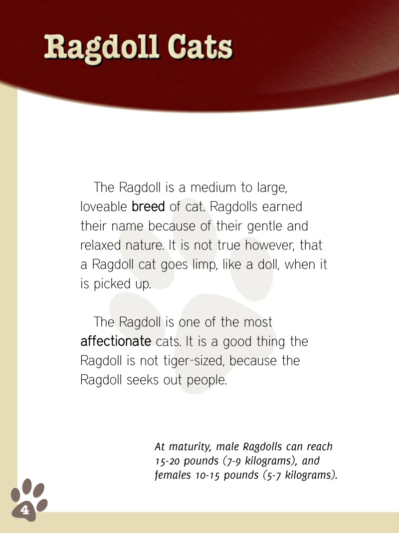 Eye To Eye With Cats: Ragdoll Cats — page 1