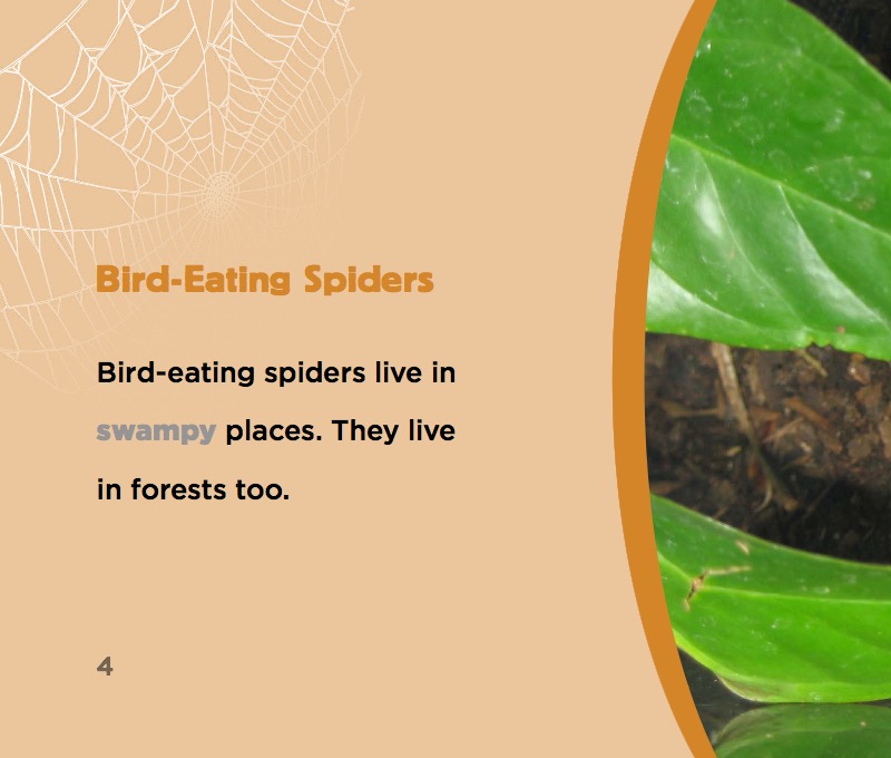 Bird-Eating Spiders — page 1
