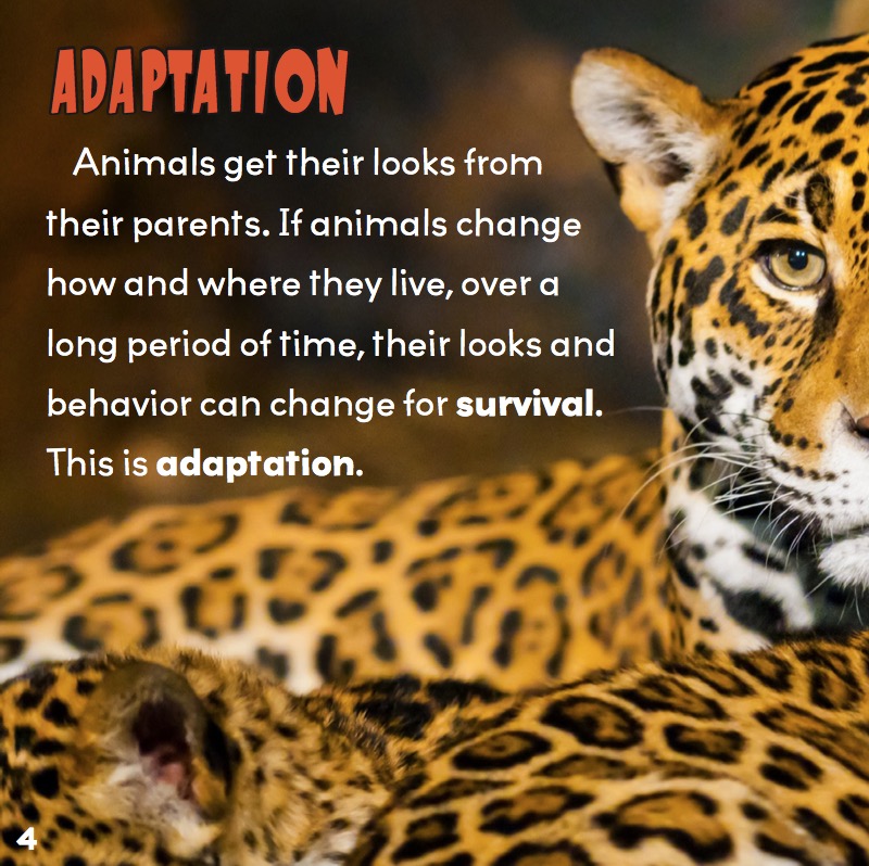 Animal Adaptations — page 1