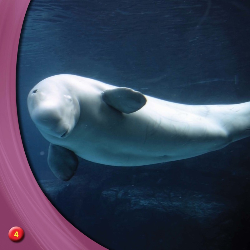 Discover Beluga Whales — page 1