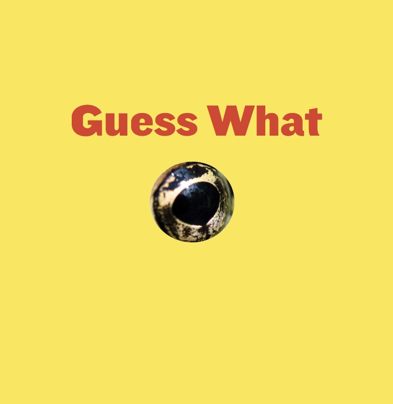 Spotted Singers book cover