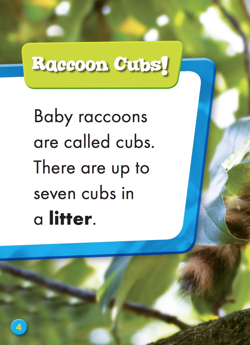 Super Cute! Baby Raccoons — page 1