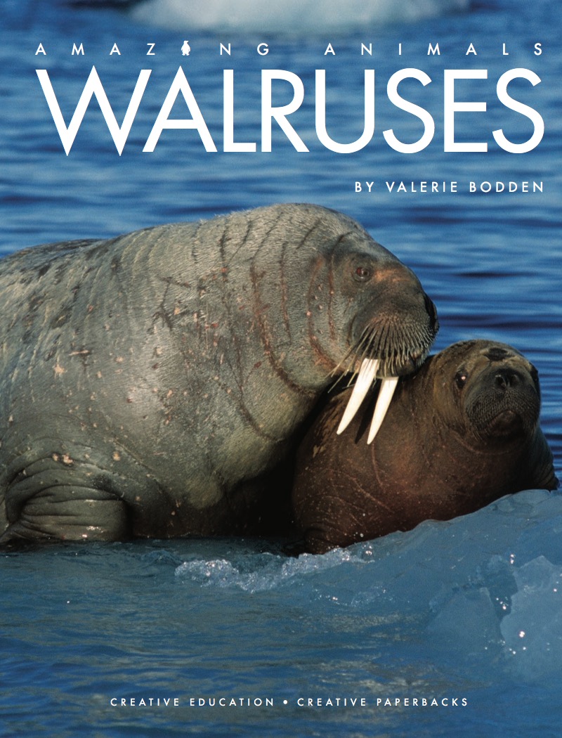 Walruses book cover