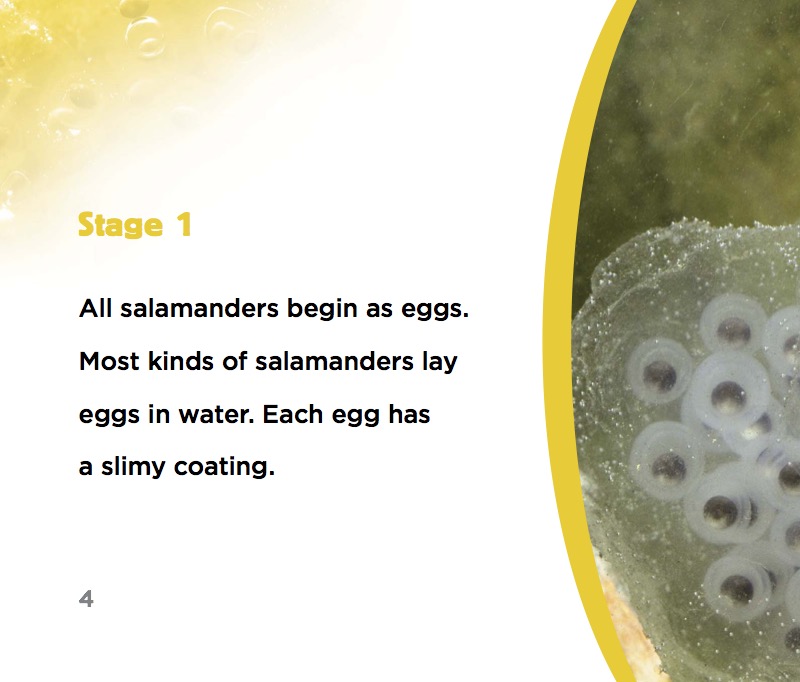 Becoming a Salamander — page 1