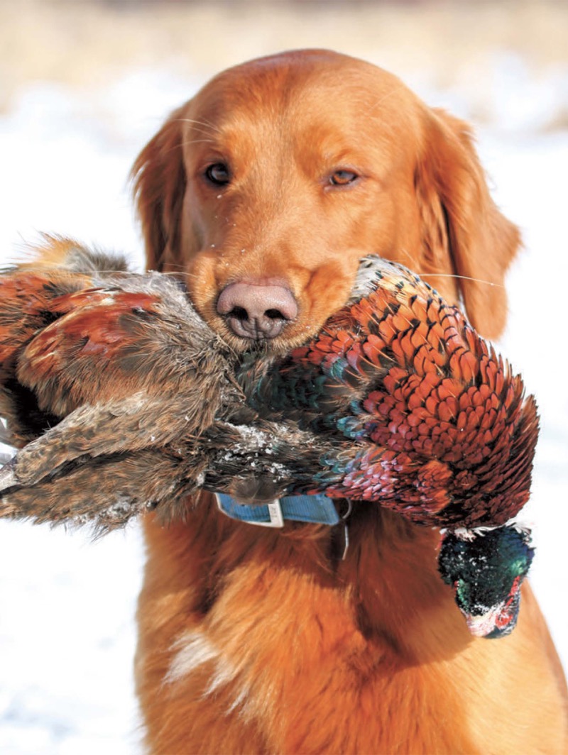Golden Retrievers — page 1