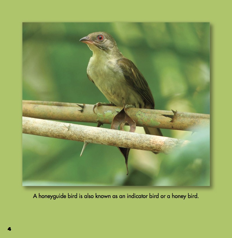 Honeyguide Birds and Ratels — page 1