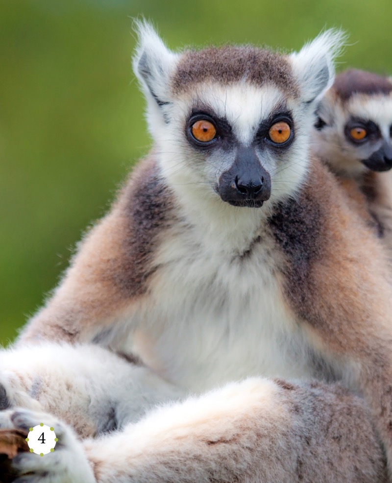 My Favorite Animal: Lemurs — page 1