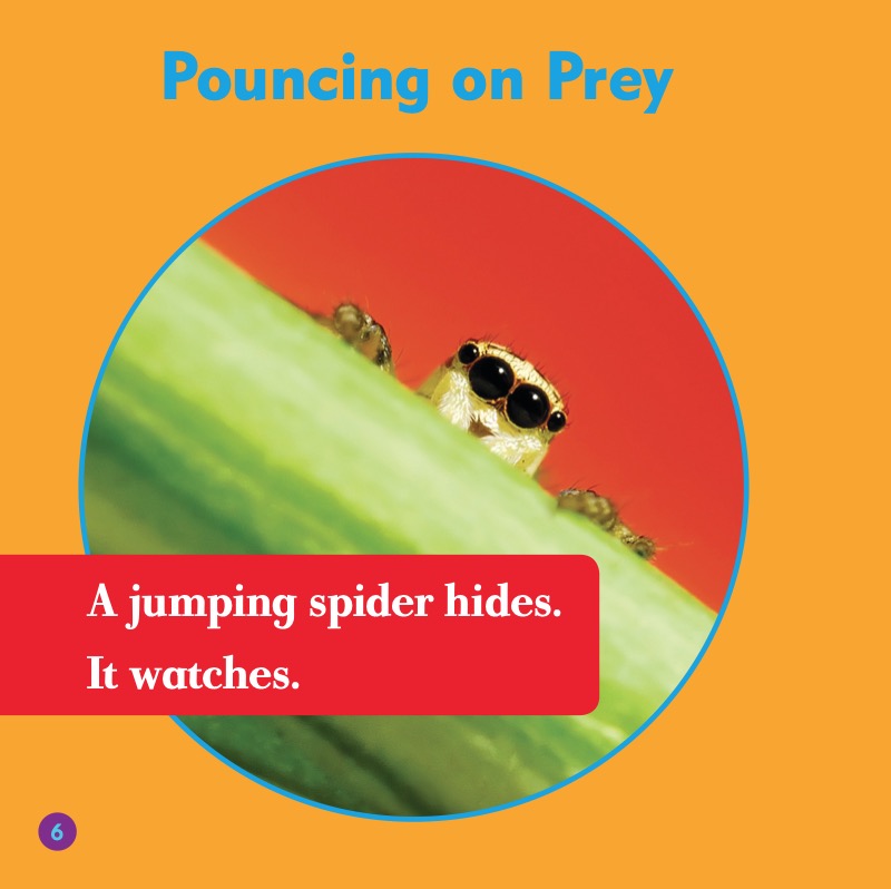 Jumping Spiders — page 1