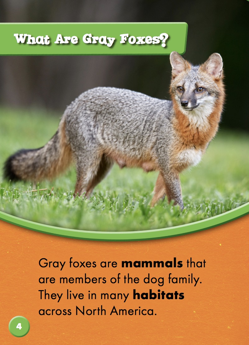 Gray Foxes — page 1