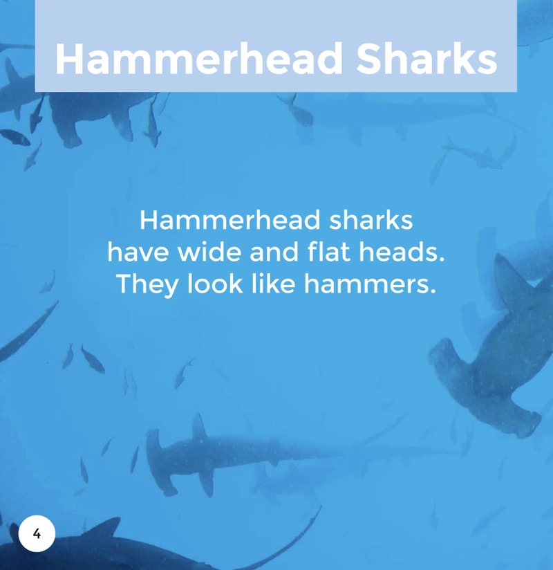Hammerhead Sharks — page 1