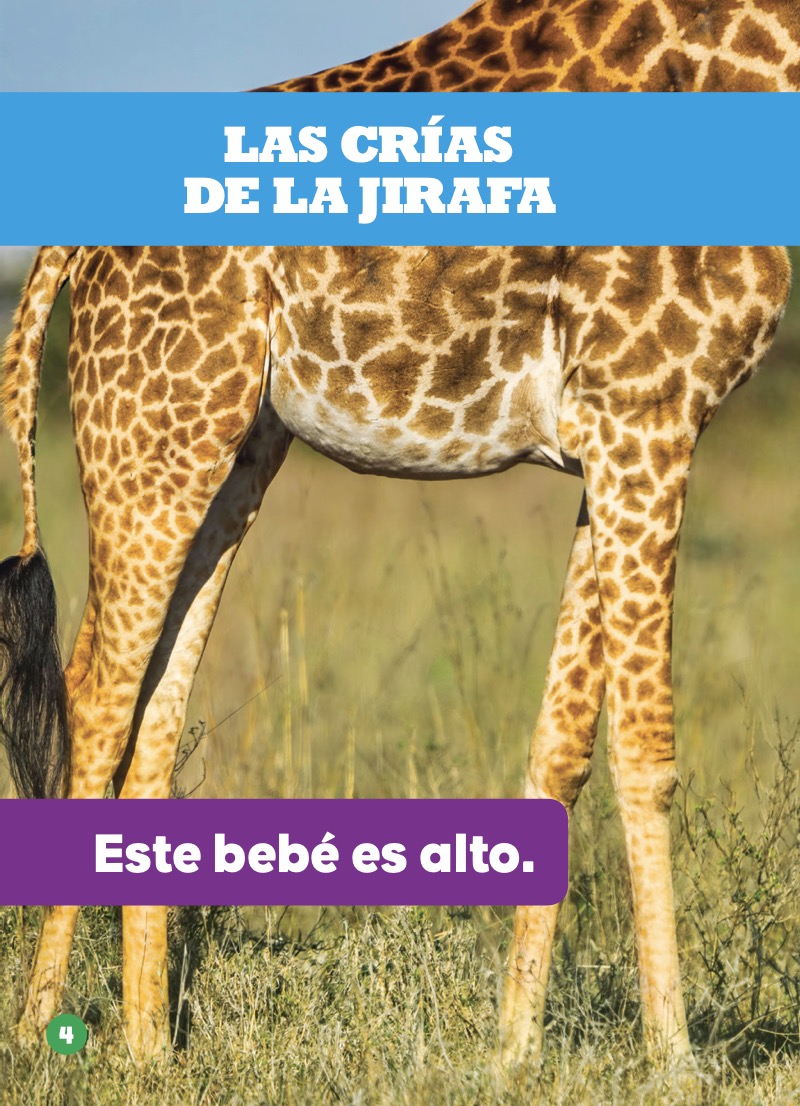 Las crías de la jirafa (Giraffe Calves) — page 1