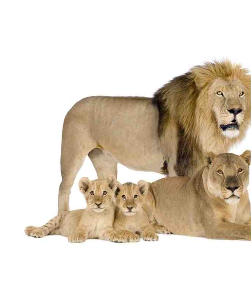 My Favorite Animal: Lions — page 1