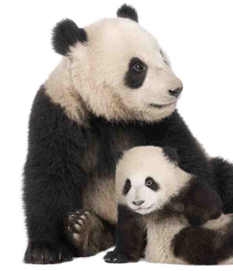 My Favorite Animal: Pandas — page 1