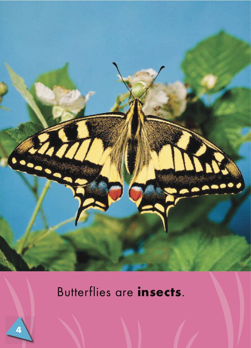 World of Insects: Butterflies — page 1