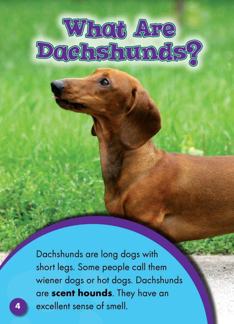 Dachshunds: Dog Breeds — page 1