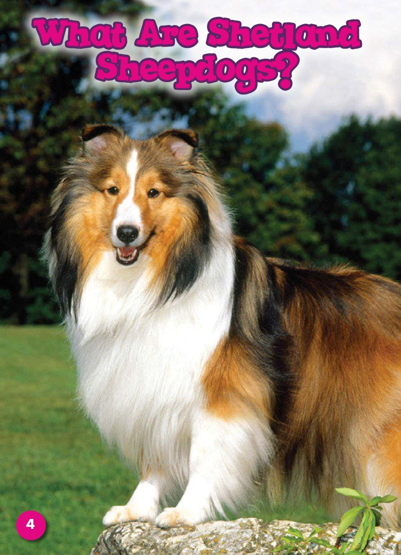 Shetland Sheepdogs: Dog Breeds — page 1