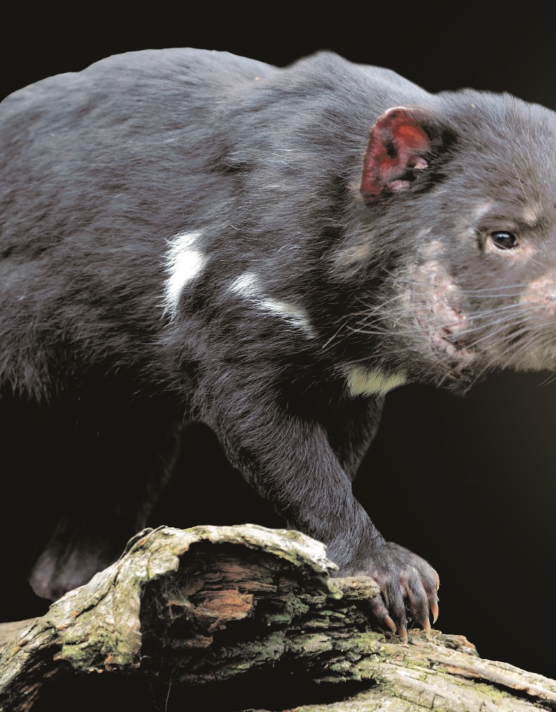Tasmanian Devils — page 1