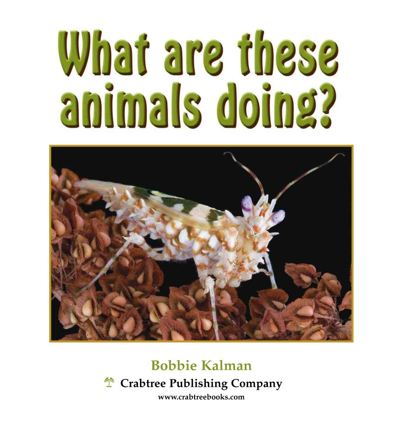 What are these Animals Doing? book cover