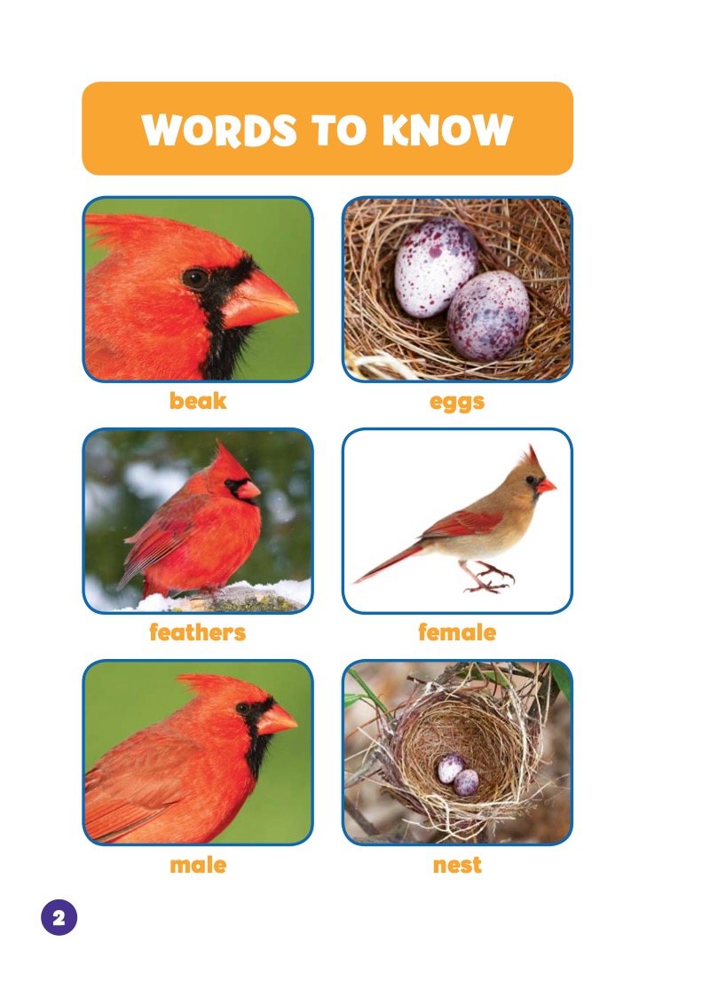 Backyard Animals: Cardinals — page 1