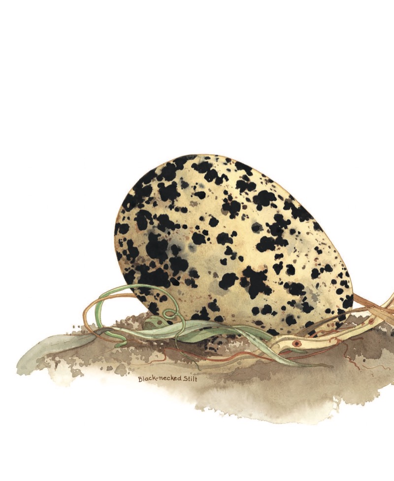 An Egg Is Quiet — page 1